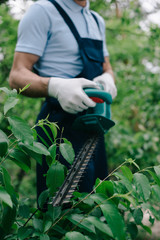 Obraz premium selective focus of gardener pruning bush with electric trimmer in park