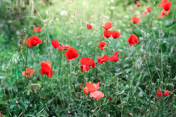 blooming red poppies, wild poppies weeds in Turkey