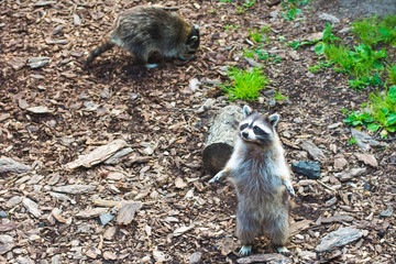 Raccoon Procyon lotor asking for food at the zoo.Funny raccoons.