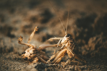 mantis on a black background