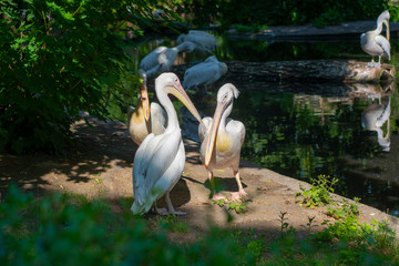 Birds pelicans talking. Funny birds. Pelican in the Park.  