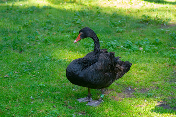 Rare bird black Swan closeup on meadow