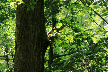 Buchenlaub
