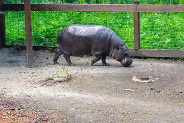 Dwarf Hippo in the zoo