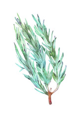 rosemary branch watercolor illustration