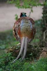 Pheasant