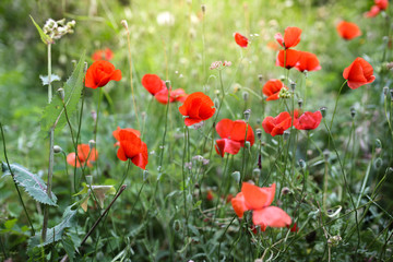 Fototapeta na wymiar blooming red poppies, wild poppies weeds in Turkey