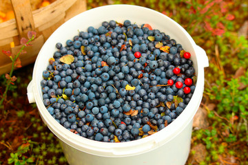 white bucket filled to the brim with ripe blueberries