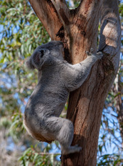 Koala bear in tree Sydney Australia