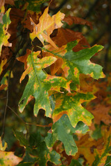 green leaves turning