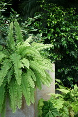 different types of tropical plants in the greenhouse