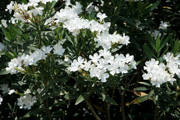 flowering oleander Bush in the Park