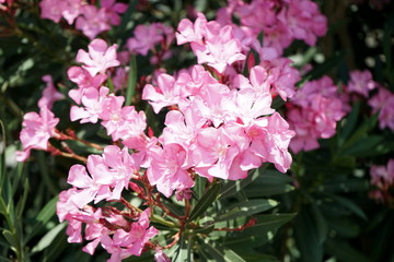 flowering oleander Bush in the Park