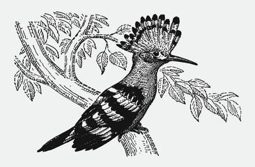 Eurasian hoopoe, upupa epops sitting on a branch. Illustration after an antique engraving from the early 20th century © M