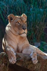 Lion female 