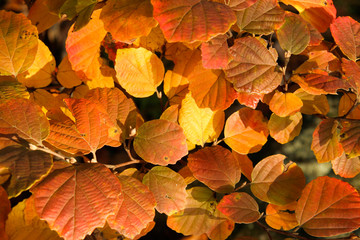 fothergilla leaves
