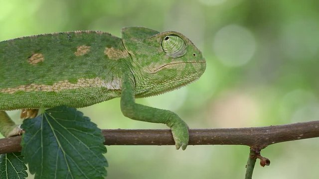 mediterranean chameleon