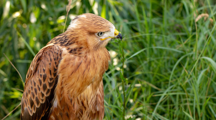 Hawk portrait with selective soft focus, on the background of green nature.