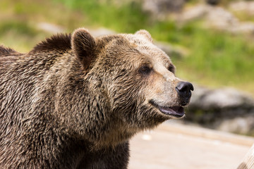 Obraz na płótnie Canvas Closeup portrait of huge shaggy adult brown bear looking with interest. Ursus arctos beringianus. Kamchatka bear.