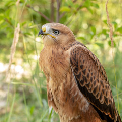 Hawk portrait with selective soft focus, on the background of green nature.