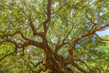 Angel Oak Tree, John's Island, SC