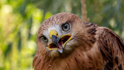 Hawk portrait with selective soft focus, on the background of green nature.
