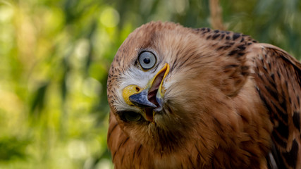 Hawk portrait with selective soft focus, on the background of green nature.