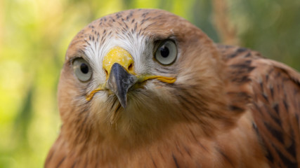 Hawk portrait with selective soft focus, on the background of green nature.
