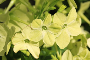 Fototapeta na wymiar Beautiful blooming jasmine tabacco in July