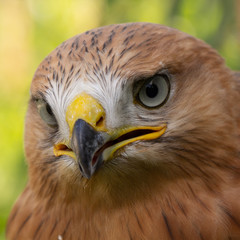 Hawk portrait with selective soft focus, on the background of green nature.