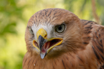 Hawk portrait with selective soft focus, on the background of green nature.