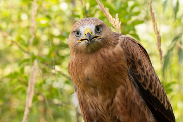 Hawk portrait with selective soft focus, on the background of green nature.
