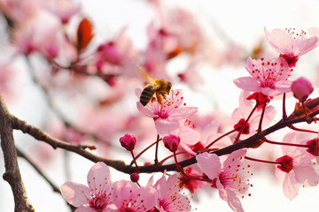 Mandelblüte im Frühling - Almond Blossom in springtime