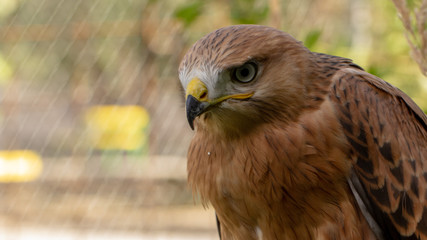 Hawk portrait with selective soft focus, on the background of green nature.