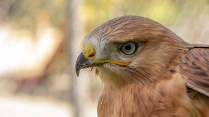 Obraz premium Hawk portrait with selective soft focus, on the background of green nature.