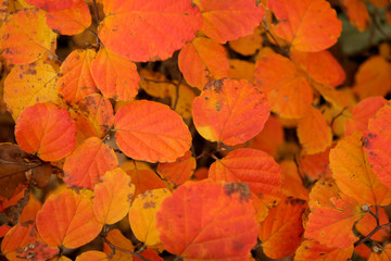 autumn leaves background