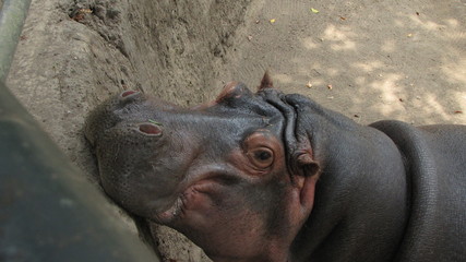 Hipopotamo