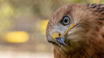 Hawk portrait with selective soft focus, on the background of green nature.