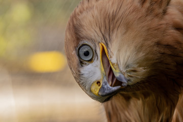 Hawk portrait with selective soft focus, on the background of green nature.