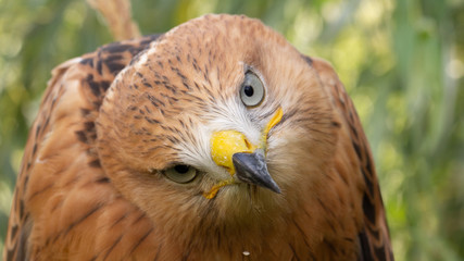 Hawk portrait with selective soft focus, on the background of green nature.