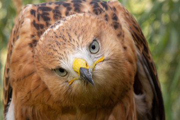 Hawk portrait with selective soft focus, on the background of green nature.