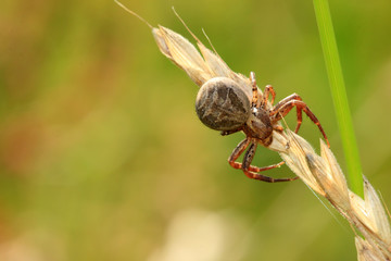 Busch-Krabbenspinne
