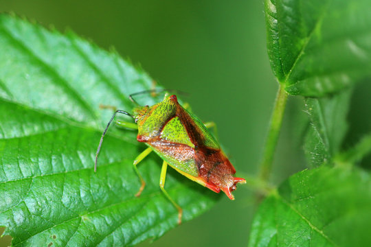 Mandibulata Bilder Durchsuchen 362 Archivfotos, und