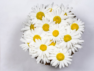 Obraz premium daisies on white background top view