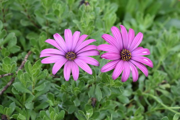 pink flowers in the garden