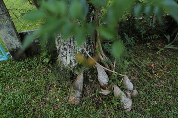 tree nature
