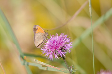 Maniola jurtina on the blossom of a thistle plant