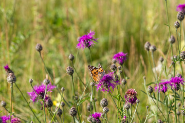 a painted lady sits on the blossom of a thistle