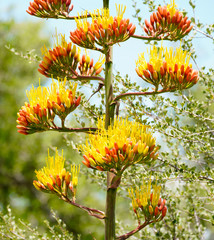 A large agave flower stalk in mid bloom.