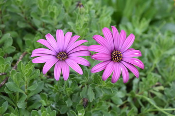 pink flowers in the garden